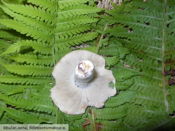 Russula delica