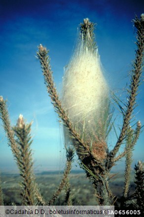 pinijev sprevodni prelec (<i>Thaumatopoea pityocampa</i>) na <i>Pinus</i> spp.