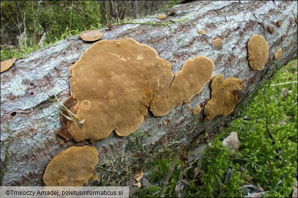 Phellinus conchatus