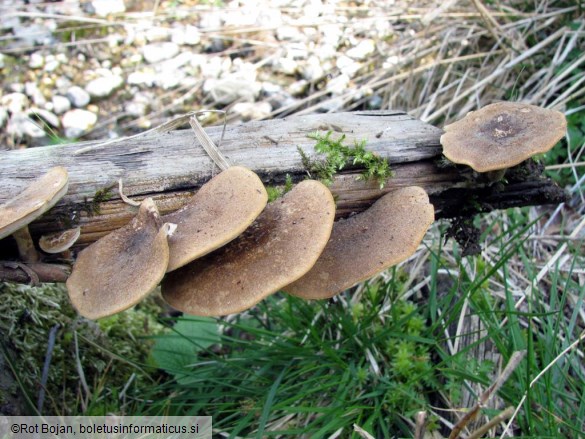 Polyporus lepideus