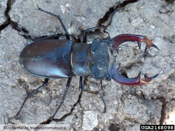 veliki rogač (<i>Lucanus cervus</i>)