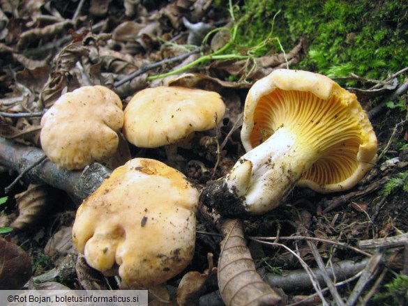 Cantharellus cibarius