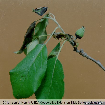 <i>Erwinia amylovora</i> na <i>Malus domestica</i>