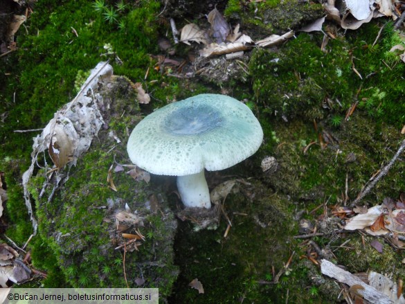 Russula aeruginea