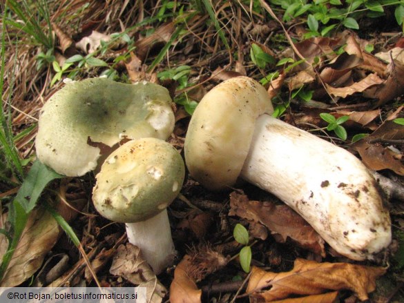 Russula virescens