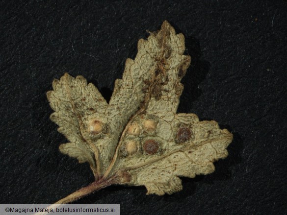 Puccinia malvacearum