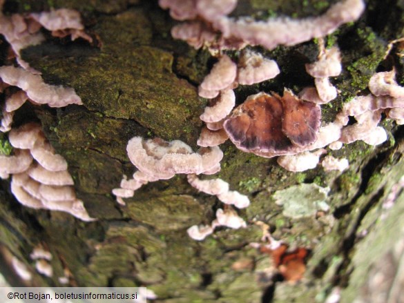 Chondrostereum purpureum