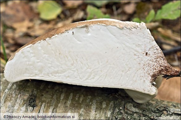 Piptoporus betulinus