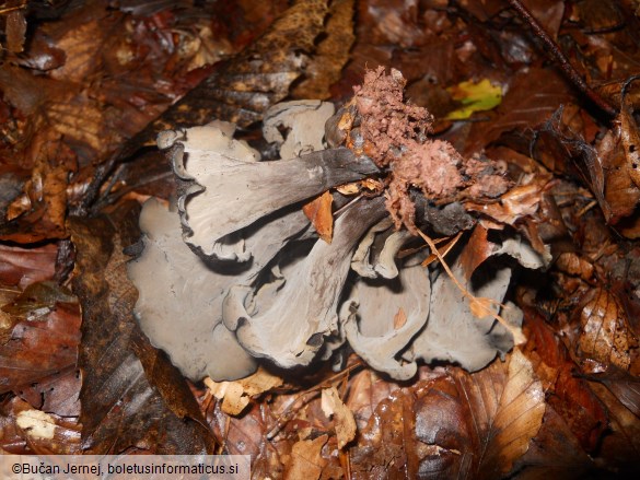 Craterellus cornucopioides