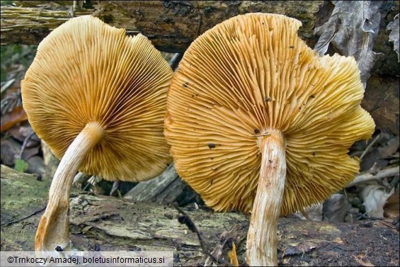 Gymnopilus penetrans