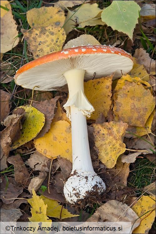 Amanita muscaria