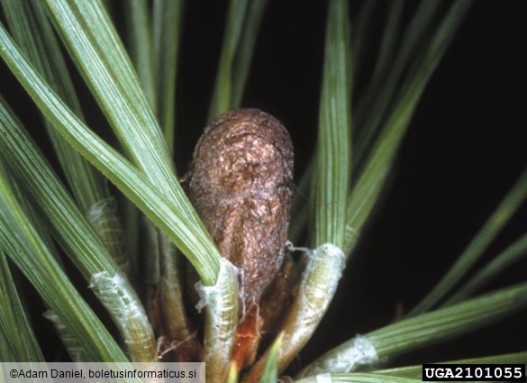 navadna borova grizlica (<i>Diprion pini</i>) na <i>Pinus sylvestris</i>