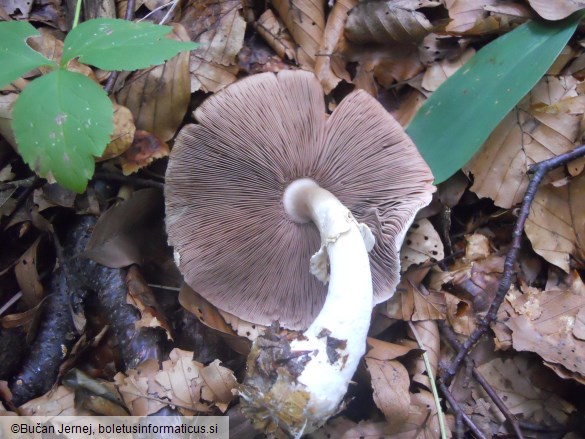 Agaricus essettei