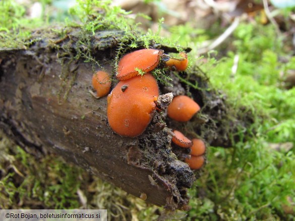 Scutellinia kerguelensis