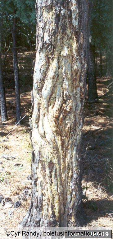 borov smolasti rak (<i>Gibberella circinata</i>) na <i>Pinus</i> spp.