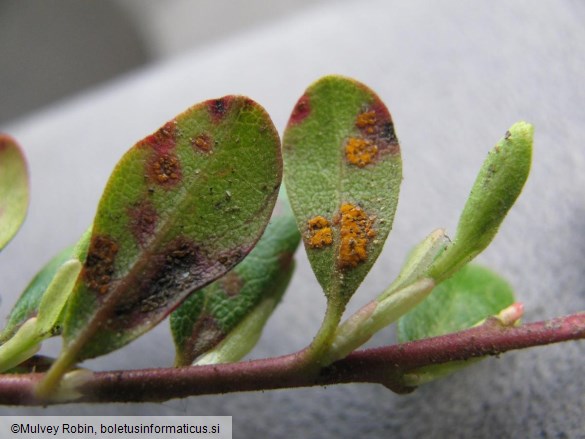 Smrekov metličasti rak