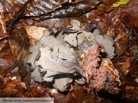 Craterellus cornucopioides