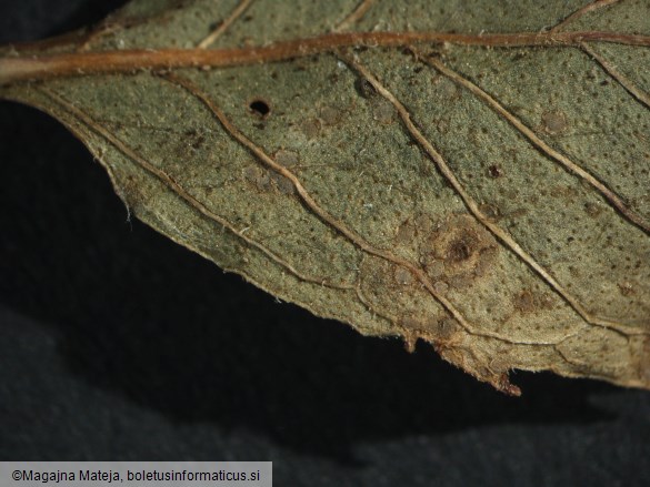 Puccinia menthae