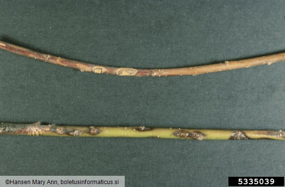 sušica vrbovih vej (<i>Physalospora miyabeana</i>) na <i>Salix</i> spp.