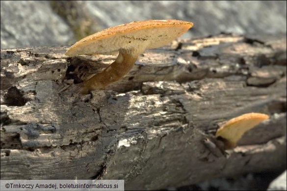 Polyporus arcularius