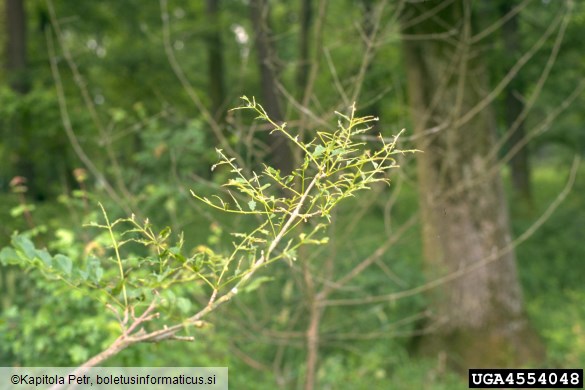 jesenova črna listna osa (<i>Tomostethus nigritus</i>) na <i>Fraxinus</i> spp.