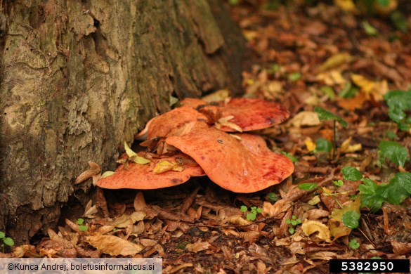 jetrasta cevača (<i>Fistulina hepatica</i>) na <i>Quercus</i> spp.