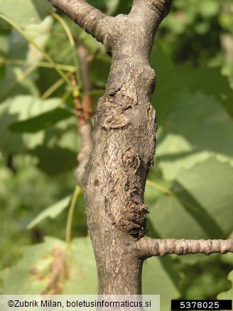 jelšar (<i>Cryptorrhynchus lapathi</i>) na <i>Populus</i> spp.