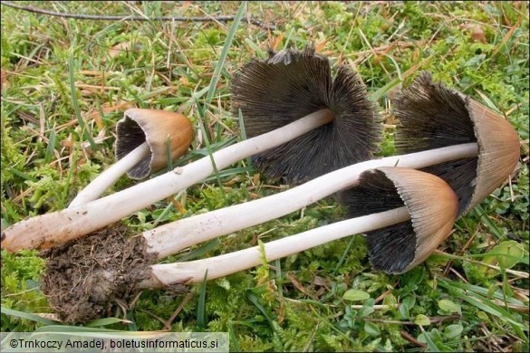 Coprinellus micaceus