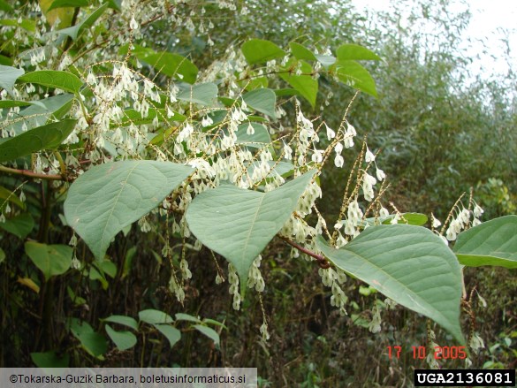 sahalinski dresnik (<i>Fallopia sachalinensis</i>)