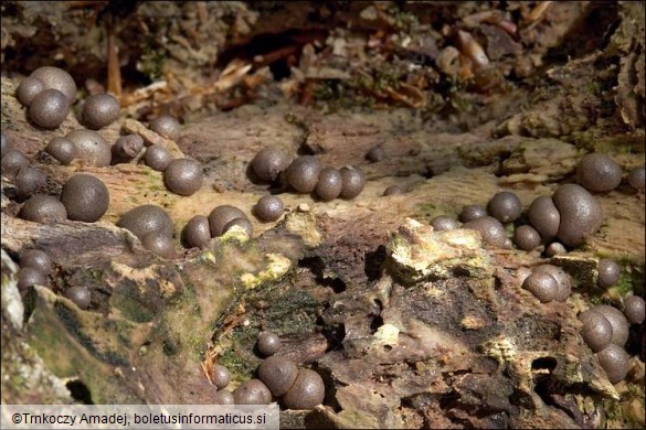 Lycogala epidendrum