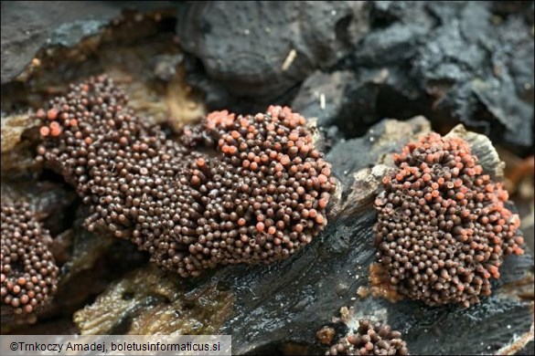 Tubifera ferruginosa