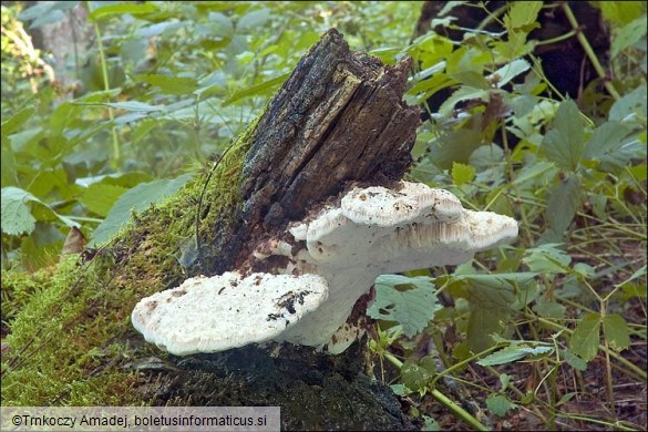 Tyromyces fissilis