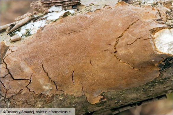 Phellinus punctatus