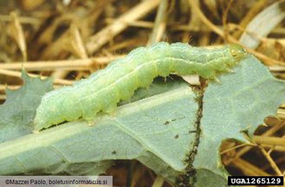 glagolka (<i>Autographa gamma</i>)