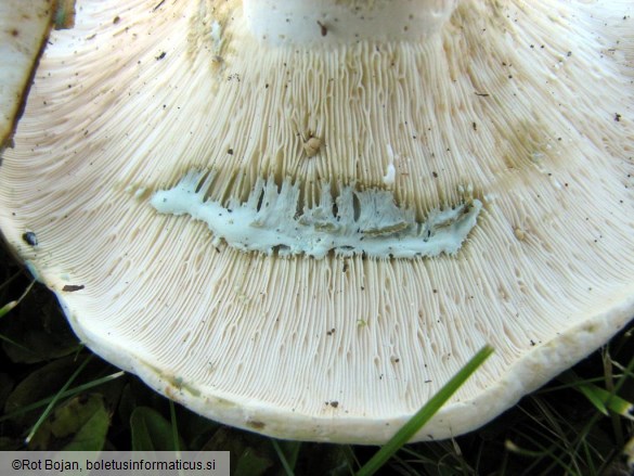 Lactarius pergamenus
