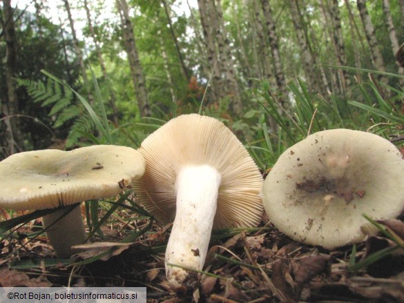 Russula aeruginea