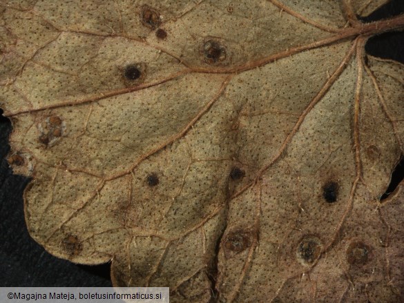 Puccinia glechomae