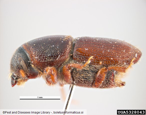 mali brestov beljavar (<i>Scolytus multistriatus</i>)