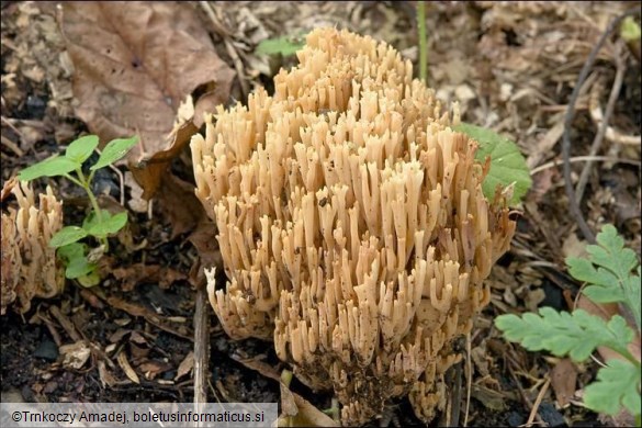 Ramaria stricta