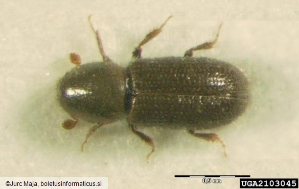 drobni smrekov lubadar (<i>Crypturgus pusillus</i>)