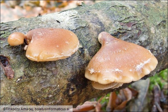 Tectella patellaris