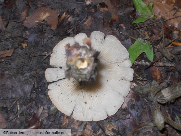 Clitocybe gibba