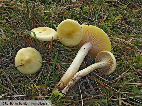 Hygrophorus lucorum