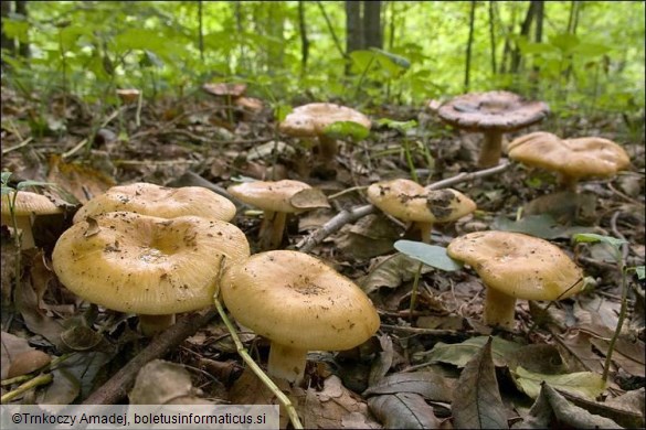 Russula laurocerasi