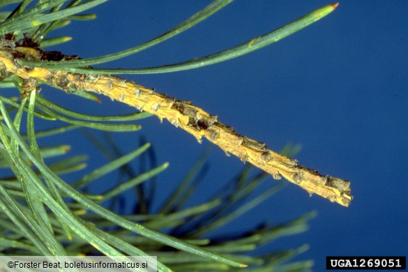 mali borov strženar (<i>Tomicus minor</i>) na <i>Pinus sylvestris</i>