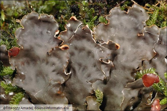 Peltigera horizontalis