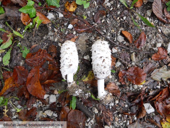 Coprinus comatus