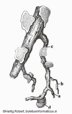 Heterobasidion annosum