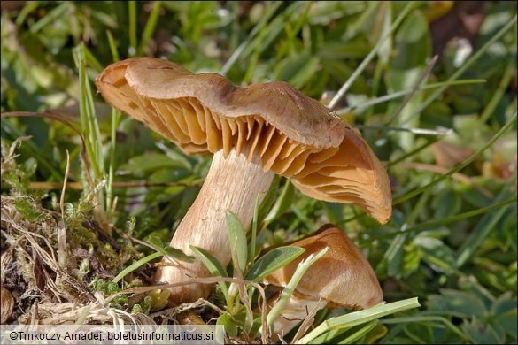 Cortinarius spp.