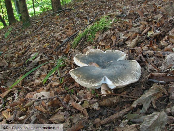 Russula cyanoxantha var. cutefracta